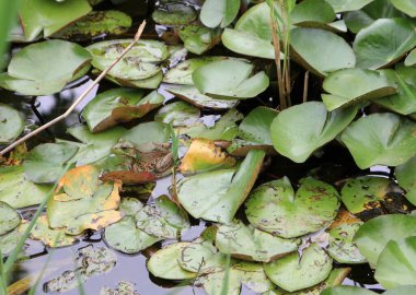 Kurbağa oturan bırakır