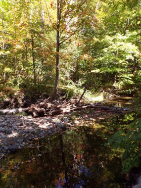 Nehirle birlikte ormanda sonbahar manzarası