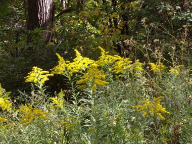Çiçek tarhında açan çiçekler