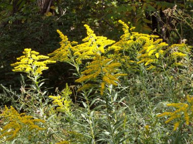 Çiçek tarhında açan çiçekler