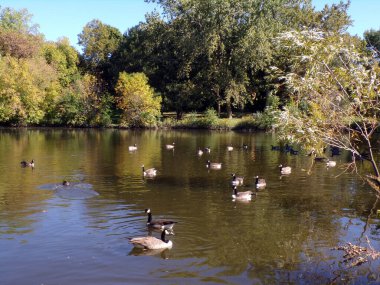 Fall landscape with geese flock on the pond in park