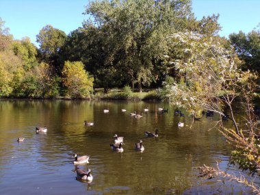 Fall landscape with geese flock on the pond in park