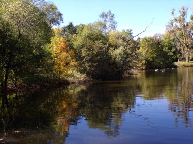 Fall landscape with geese flock on the pond in park
