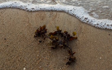 Güzel bir sahilin yakın çekimi.