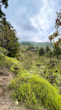 Şehir parkında yeşil çayır doğa manzaralı yeşil ağaç ormanı. Cianjur, Endonezya, 16 Mart 2023