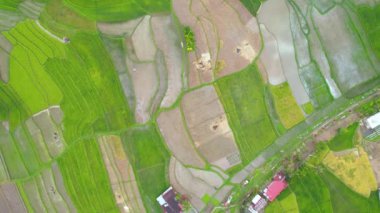 Bukittinggi 'deki Teraslı Yeşil Pirinç Tarlası, Sawah Batipuh, Batı Sumatra. Harika Endonezya. Bukittinggi, Endonezya, 19 Mart 2023