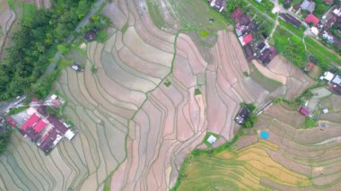 Bukittinggi 'deki Teraslı Yeşil Pirinç Tarlası, Sawah Batipuh, Batı Sumatra. Harika Endonezya. Bukittinggi, Endonezya, 19 Mart 2023