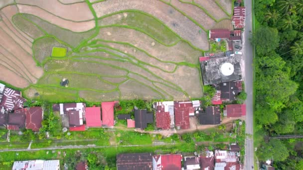 Vista Aérea Del Terraced Green Rice Field Bukittinggi Sawah Batipuh — Vídeo de stock