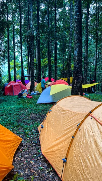 テントキャンプ場 パノラマ風景 大きな木と緑の草がある自然のエリア Wonosobo セントラルジャワ インドネシア 2023 — ストック写真