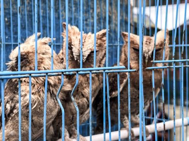 Kuşhanede baykuş var. Evcil baykuşlar besleniyor.