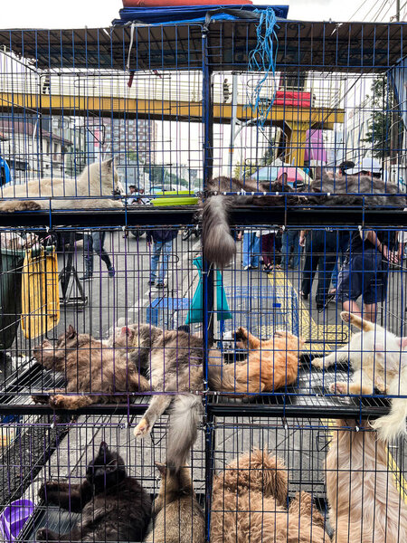 кошка в клетке на ярмарке усыновления животных, спасенных с улицы.