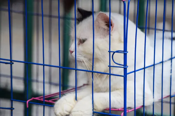 cat in a cage at an adoption fair for animals rescued from the street.