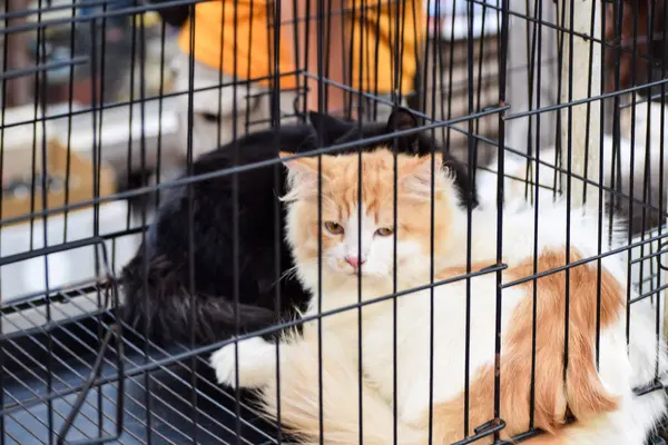 cat in a cage at an adoption fair for animals rescued from the street.