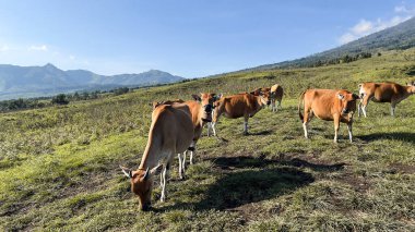 Bahçedeki inek. İnek yeşil çayırda otluyor. Lombok ineği. Çevre tarımı. Dağ tarlasında inekler. Yaz otlağında inekler.