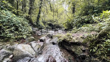 Orman manzarasında nehir şelalesi