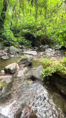 Orman manzarasında nehir şelalesi