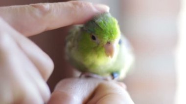 Forpus coelestis. Kadın forpus 'u okşuyor, o da şımartıyor.