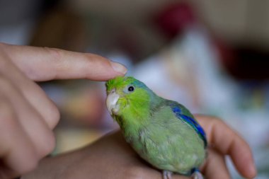 Forpus coelestis. Kadın forpus 'u okşuyor, o da şımartıyor.