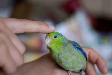 Forpus coelestis. Kadın forpus 'u okşuyor, o da şımartıyor.