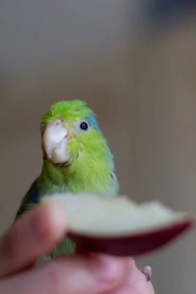Pacific Parakeet Forpus Domestica Eats Apple Woman Hand — Stock Photo, Image