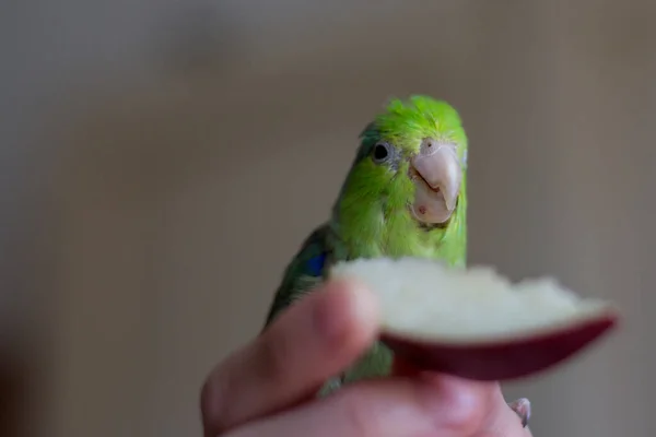Παπαγάλος Του Ειρηνικού Forpus Domestica Τρώει Μήλο Από Χέρι Μιας — Φωτογραφία Αρχείου