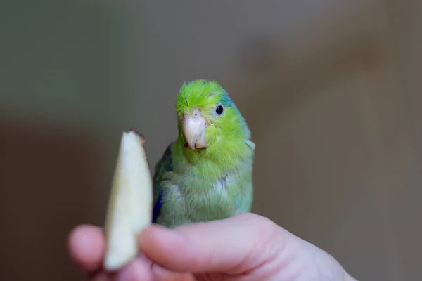 Papuga Pacyficzna Forpus Domestica Zjada Jabłko Ręki Kobiety — Zdjęcie stockowe
