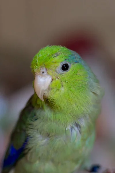Csendes Óceáni Papagáj Közelkép Egy Ház Forgus Egy Kezét — Stock Fotó