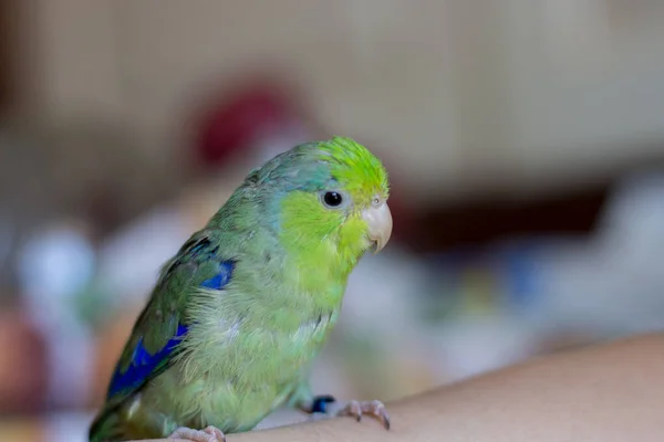 Csendes Óceáni Papagáj Közelkép Egy Ház Forgus Egy Kezét — Stock Fotó