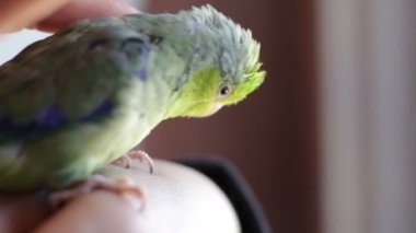 Forpus coelestis. Kadın forpus 'u okşuyor, o da şımartıyor.