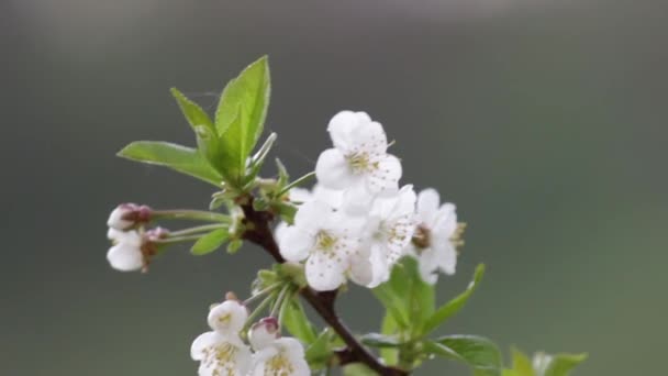 突然下起春雨 落在花枝上 水果作物可能被毁 — 图库视频影像