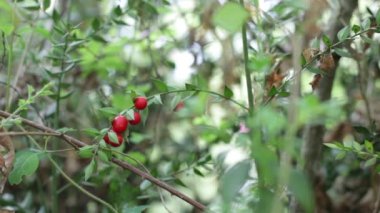 Ruscus Aculeatus 'a yakın. Kırmızı böğürtlenli ya da pungitopolu bir kasap olarak bilinir..