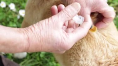 Bir kadın köpek derisine neem yağı sürer. Köpek keneleri için doğal koruma. Neem yağı, Azadirachta indica 'nın meyve ve tohumlarından sıkılmış bir sebze yağıdır. Sahibi köpeğe bakıyor. Hayvan bakımı kavramı. Yukarıdan bak.