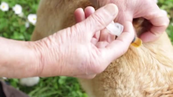 Женщина Намазывает Масло Кожу Собаки Естественная Защита Собак Клещей Нефть — стоковое видео