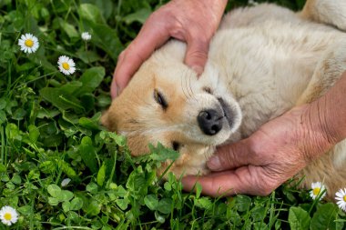 Mutlu köpek. Hayvanlara duyulan sevgi. Yaşlı kadın sadık köpeğini okşar. Köpek sahibinin okşamalarıyla rahatlar.