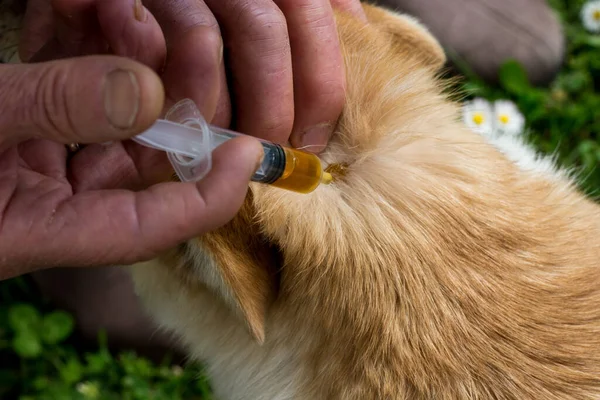 A woman puts neem oil on a dog skin. Natural protection for dog ticks. Neem oil, also known as margosa oil, is a vegetable oil pressed from the fruits and seeds of the Azadirachta indica. Owner taking care of the dog. Animal care concept.