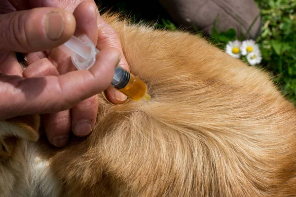 A woman puts neem oil on a dog skin. Natural protection for dog ticks. Neem oil, also known as margosa oil, is a vegetable oil pressed from the fruits and seeds of the Azadirachta indica. Owner taking care of the dog. Animal care concept.