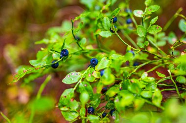 Deep vibrant blue blueberries growing on the green shrub in the forest