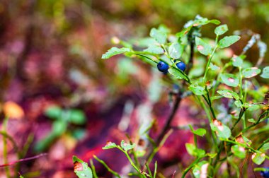 Deep vibrant blue blueberries growing on the green shrub in the forest