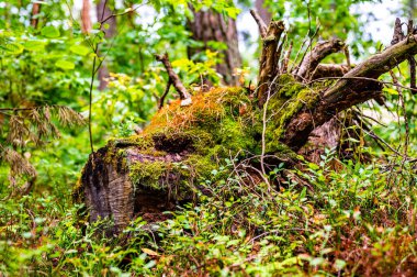 Mystic creature shape roots of the fallen tree overgrown with moss lie on the ground in the forest