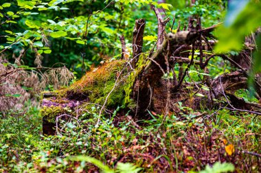Mystic creature shape roots of the fallen tree overgrown with moss lie on the ground in the forest