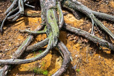 Curved Intertwined twisted partly dead roots of the pine tree growing above the orange red yellow sandy ground surface on the slope of the forest