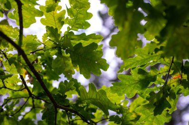 Olive green oak tree leaves growing on the branch view from bellow. Sunlight rays penetrating through the oak tree leaves in the forest