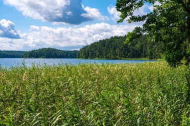 Bulrush plants growing on the coast of Asveja lake surrounded by forest. Longest lake in Lithuania located in Asveja Regional Park. Summer season waterscape scenery landscape.