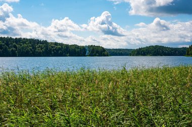 Bulrush plants growing on the coast of Asveja lake surrounded by forest. Longest lake in Lithuania located in Asveja Regional Park. Summer season waterscape scenery landscape.