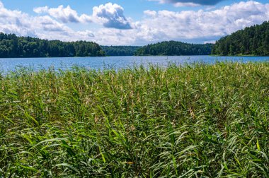 Bulrush plants growing on the coast of Asveja lake surrounded by forest. Longest lake in Lithuania located in Asveja Regional Park. Summer season waterscape scenery landscape.