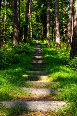 Scenery of concrete steps stairway pathway on the forest slope. Landscape perspective of the stone stairs in the forest surrounded by high pine trees in Asveja Regional Park in Lithuania.