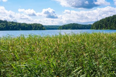 Bulrush plants growing on the coast of Asveja lake surrounded by forest. Longest lake in Lithuania located in Asveja Regional Park. Summer season waterscape scenery landscape.