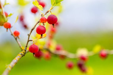 Bunch of vibrant juicy red gooseberries growing on the shrub. Closeup of harvest of gooseberry plant ready for gathering