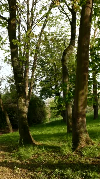 Schotterpiste Zwischen Bäumen Fußweg Wald Frühling Oder Sommer — Stockvideo