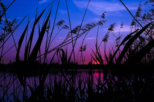 湖の前で夜明けに農村風景 水の端にあるパンパスの花や植生のシルエット — ストック写真